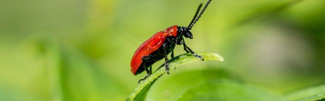 12.–20. maini toimub Tartu Loodusmajas taimetervise nädal