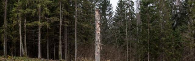 Erametsaomanikud taotlesid looduskaitselisi hüvitisi 6,98 mln eest