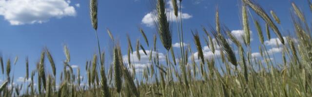 Üha rohkem põllumehi lööb mahetootmisele käega