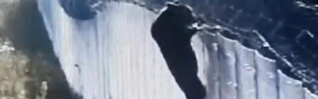 VIDEO | Karu üritab meeleheitlikult Leedu idapiirist üle tungida