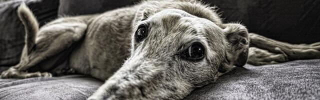 Собака заперла хозяина на балконе квартиры в Мустамяэ, потребовалась помощь спасателей