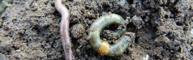 MullaAkadeemia: jalge all toimetavad mullaasukad aitavad hoida elu