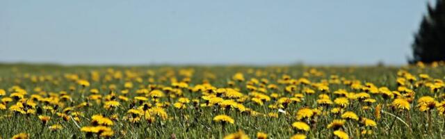 Looduse taastamine on investeering ühisesse heaolusse