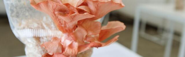 Eesti esimese seente teadus- ja kompetentsikeskus alustas tööd