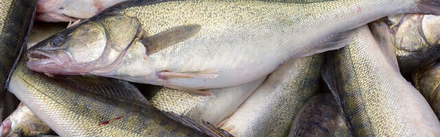 2024. aasta kala on koha