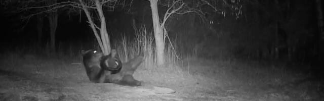 MEELEOLUKAS VIDEO ⟩ Mesikäpp leidis metsast ebatavalise mänguasja ja asus sellega «joogat» tegema