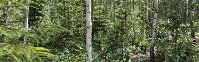 KIK korraldab ümber metsandustoetuste süsteemi