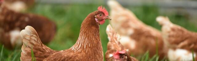 Puurikanade ajastu lõpeb – Terras lubab tootjatele sujuvat üleminekut