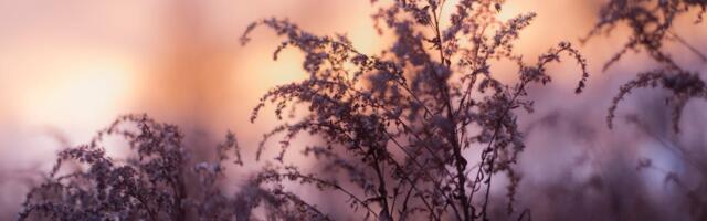 November oli pikaajalisest keskmisest soojem, päikesepaistet ja sademeid oli normist vähem