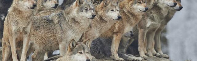 VIDEO | Huntide invasioon asulatesse jätkub. Mustlas jäi pere oma lemmikloomast ilma