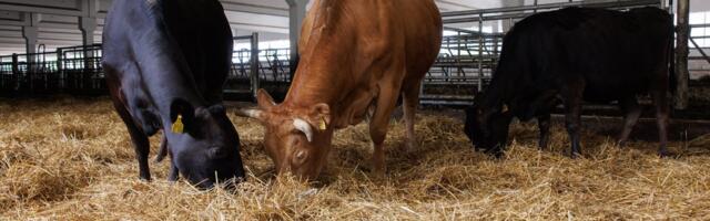 Elusveiseid veetakse igal aastal riigist välja 50 miljoni euro eest