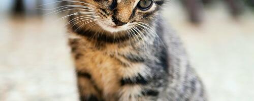 Loomad näitavad, mis on tõeline õnn – siin on 10 elumuutvat tõde, mida inimesed tihti unustavad, kuid mis võivad tuua rahu ja rõõmu tagasi sinu ellu.