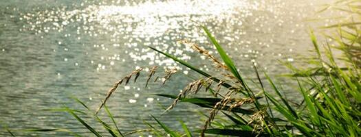 Liivi Lahe Kalanduskogu alustab Pärnu jõel kormoranide heidutusega