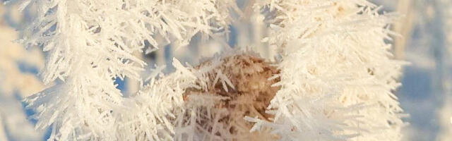 Ilm 21. märts – 24. märts: kisub vihmale