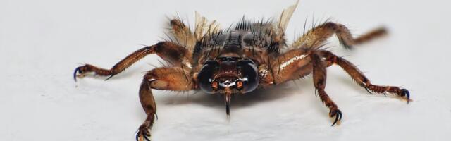 Imeb verd ja muneb karvade vahele! Putukateadlane annab nõu, kuidas peletada põdrakärbseid