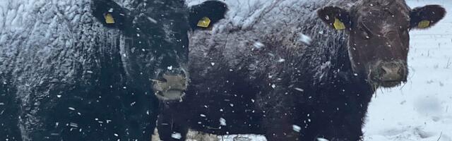 TASUB TEADA | Kas lumesajus karjamaal olevatel lihaveistel on külm?