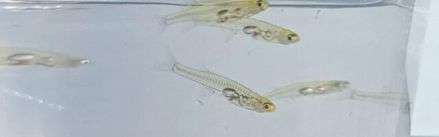 VIDEO | Teadlased väidavad, et maailma väikseim kala võib teha sama kõva müra kui reaktiivlennuk