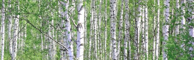 Värsked metsaandmed: kask on männist ette rebinud