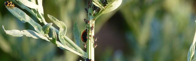 Appi, aias said lehetäid otsa!