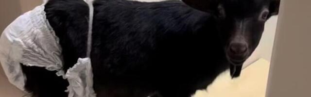 SAHINAD | Nõmme eramus tatsab ringi mähkmetes kits