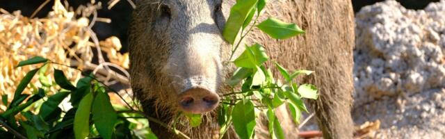 Keskkonnaamet suurendab metssigade küttimismahte