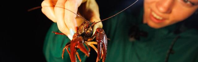 REPORTAAŽ | „Võtan nii palju kui vaja.“ Kuidas ma öösel jõevähki püüdsin 