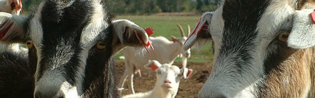 Repinski kitsefarm on raskustes riigimaksude tasumisega