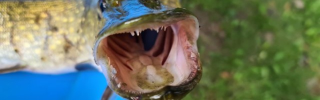 Uue keskkonnaministri esimesi otsuseid: kalamees ei tohi üle viie haugi päevas püüda