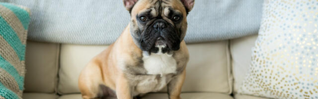 Millised koeratõud elavad kõige kauem ja millised kõige vähem? Leia nimekirjast oma lemmikloom!