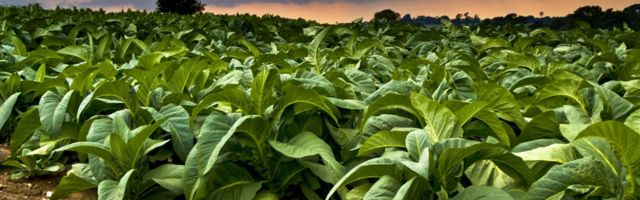 Suurem osa tänapäeval kasvatatavast tubakast on GMO