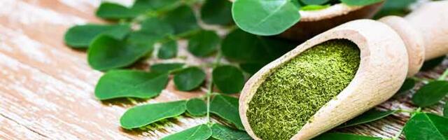 Moringa sisaldab kõiki olulisi aminohappeid, mida teie keha vajab