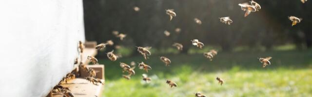 1. maist saab PRIAle esitada mesilaspere toetuse taotlusi