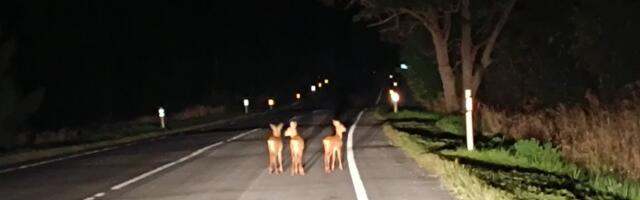 VIDEO | Otepää lähedal sattusid sõiduteele kolm segaduses kitsetalle