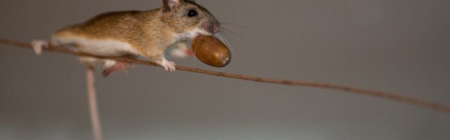 Teadlased pikendasid hiirte eeldatavat eluiga 30%, nüüd võetakse inimesed ette