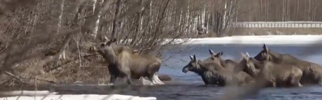 Rootsis on populaarne teleülekanne põtrade jõeületusest – 9 miljonit vaatajat