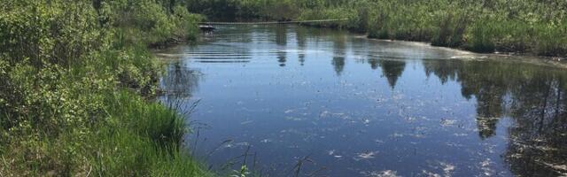 Uudne biokile eemaldab reoveest nii südamerohud kui ka antidepressandid