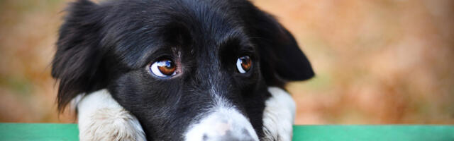 Kas koertel on häbi? Kas nad tunnevad end pärast pahandust süüdi?