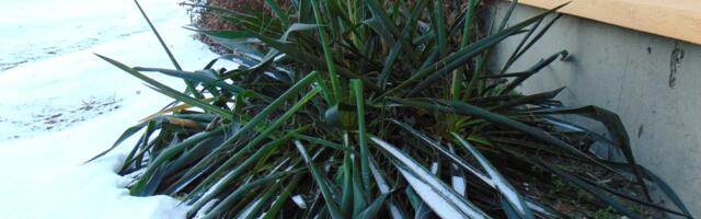 Pahategija paljaskülm