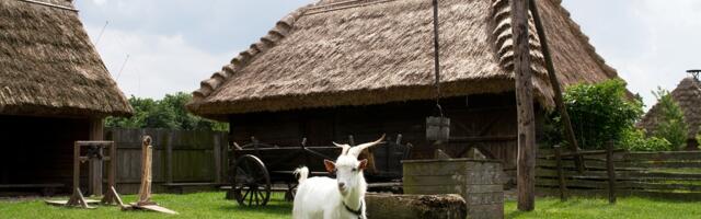 KOLUMN ⟩ Lajos Orosz: kas variantideks on ainult putukapulber või ületarbimine?