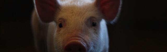 Maaelukomisjon: seakatku ohjamiseks on vaja metssigade küttimismahtu oluliselt tõsta