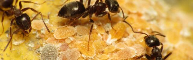 Huvitav avastus_ pandeemia ajal kasutavad sipelgadki distantseerumise meetmeid