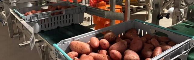 Kodumaiseid kartulisorte võib ees oodata vähenemine