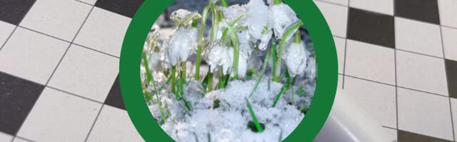 SUUR RISTSÕNA | 11. märts on üle­maa­ilm­ne ... päev?