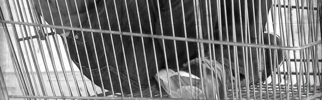 Ostukärusse pandud purjus mees lämbus surnuks