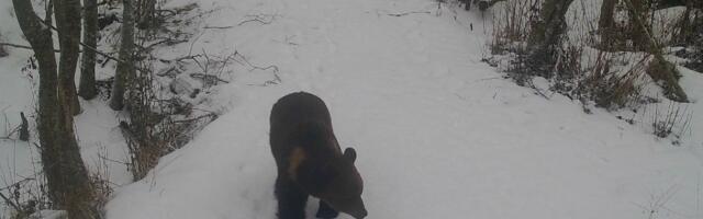 Eesti Jahimeeste Selts: karud on juba liikvel