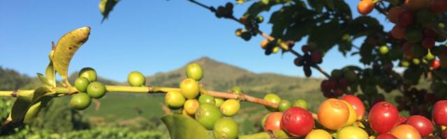 Paulig: põllumajandus määrab üha enam toidutööstuse kasvu ja riskid