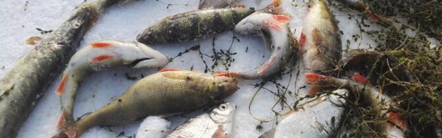 Ministeerium tahab Pärnumaal ahvena- ja kohapüüki kudemise ajal piirata