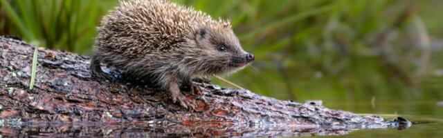 Ebatavaline vaatepilt: siil püüdis „ahinguga“ järvest kala