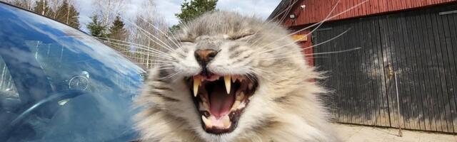 Põnevad loomad ja linnud: eestlased tutvustavad oma pere lemmikloomi