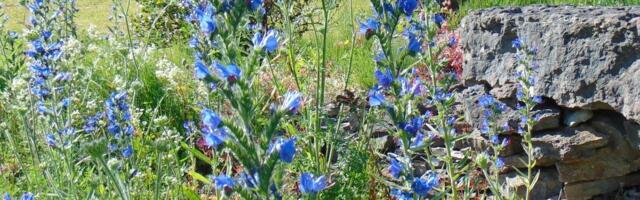 Ussikeeled silmarõõmuks ja mesilaste toiduks